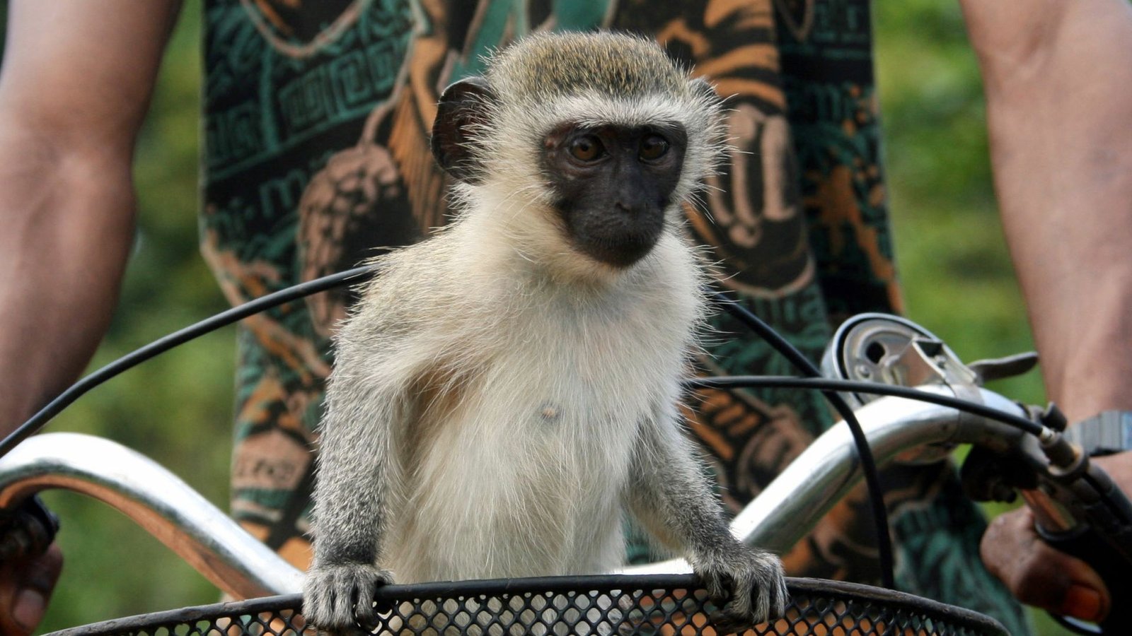Escaped monkeys run wild in city as AI hinders efforts to catch them